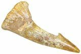 Fossil Sawfish (Onchopristis) Rostral Barb - Morocco #366707-1